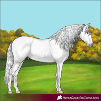 Horse Color:Gray Liver Red Roan