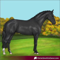 Horse Color:Black 