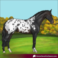 Horse Color:Brown Blanket