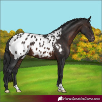 Horse Color:Brown Appaloosa