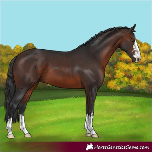 Horse Color:Brown 