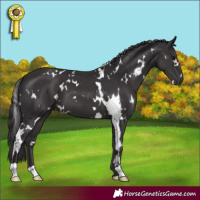 Horse Color:White Spotted Smoky Black 