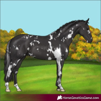 Horse Color:White Spotted Smoky Black