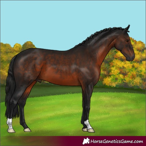 Horse Color:Gray Brown 