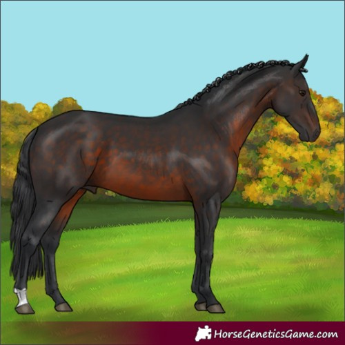 Horse Color:Brown 