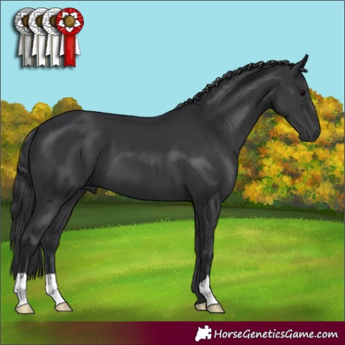 Horse Color:Black 