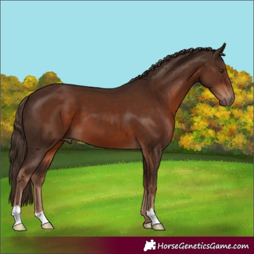 Horse Color:Liver Chestnut 