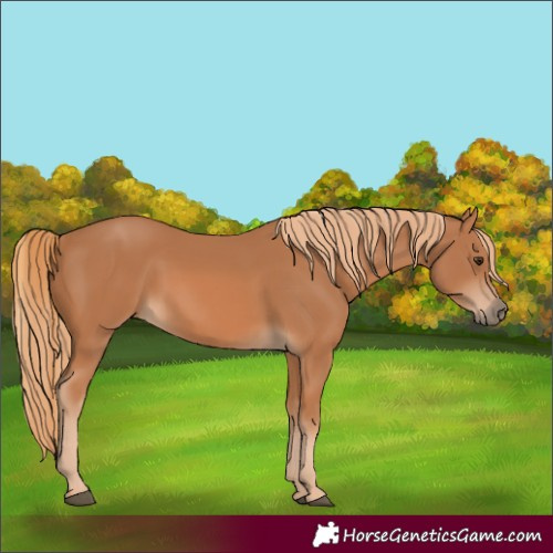 Horse Color:Chestnut 