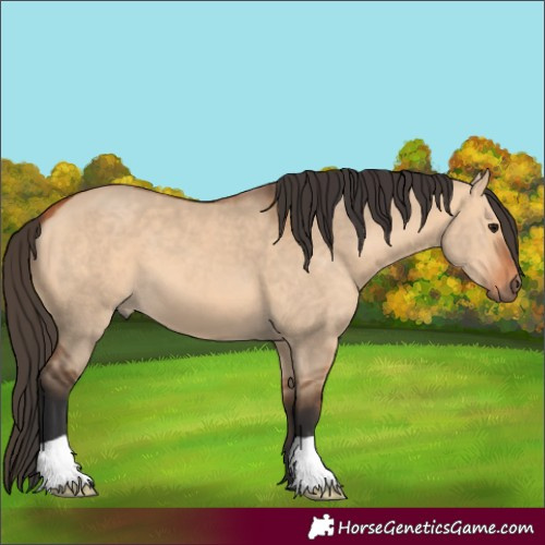 Horse Color:Bay Dun 