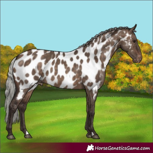 Horse Color:Silver Brown Dun Near Leopard 