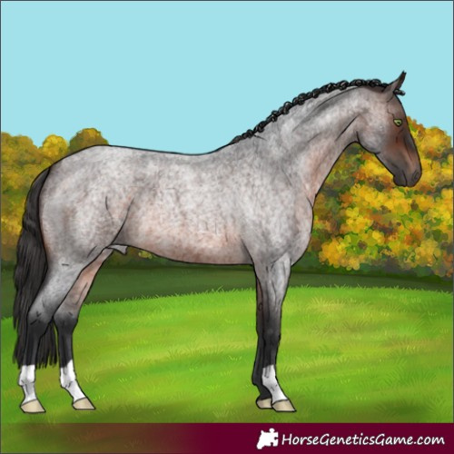 Horse Color:Brown Roan 