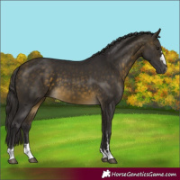 Horse Color:Buckskin 