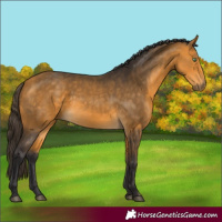 Horse Color:Buckskin 