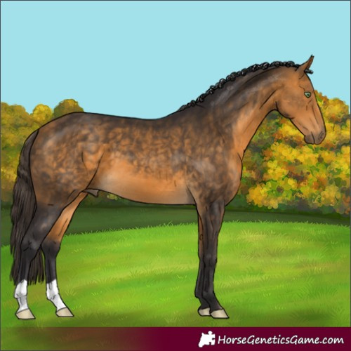 Horse Color:Buckskin 