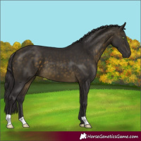 Horse Color:Buckskin 