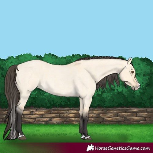 Horse Color:Buckskin Roan Dun Splash 