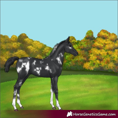 Horse Color:White Spotted Black Tobiano 