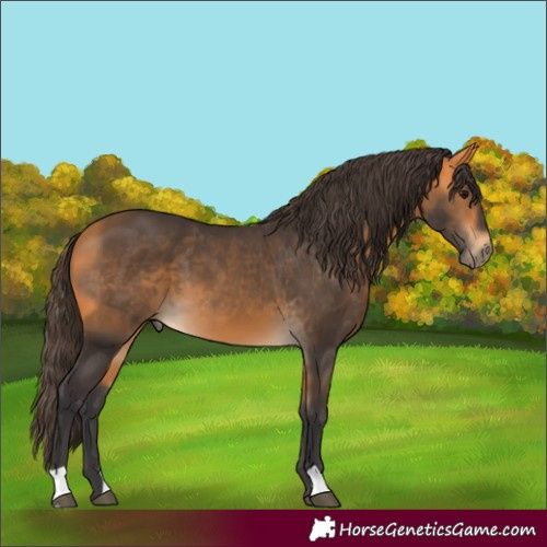 Horse Color:Buckskin