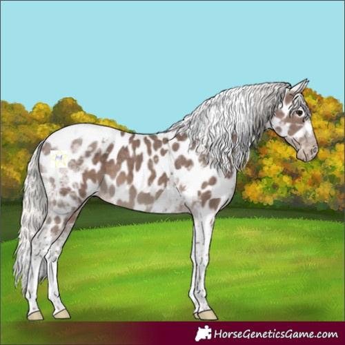 Horse Color:Silver Black Tobiano Near Leopard 