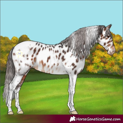 Horse Color:Brown Tobiano Appaloosa 