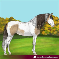 Horse Color:Classic Cream Champagne Splash Tobiano