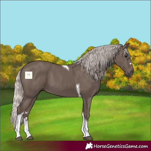 Horse Color:Silver Black Tobiano 
