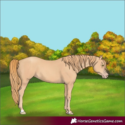 Horse Color:Unknown 