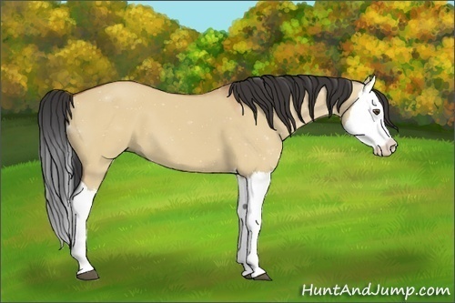 Horse Color:Bay Dun Splash 
