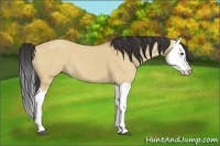 Horse Color:Bay Dun Splash 