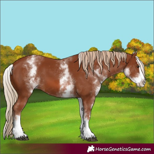 Horse Color:White Spotted Chestnut Splash 