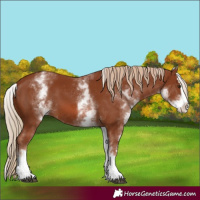 Horse Color:White Spotted Chestnut Splash