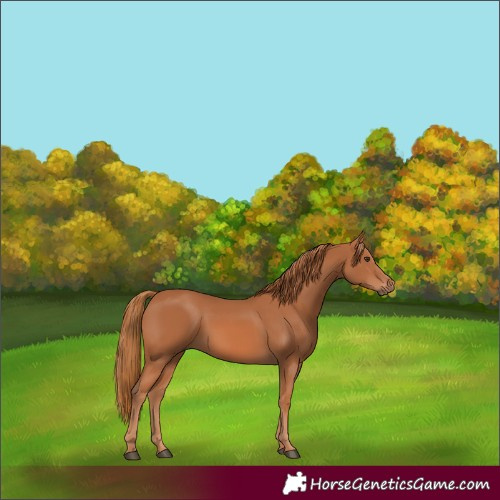 Horse Color:Chestnut 