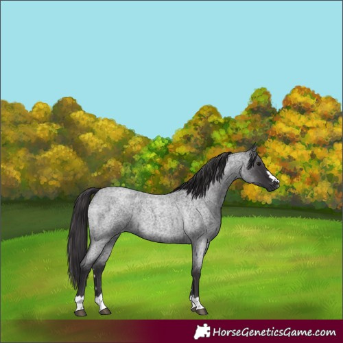 Horse Color:Smoky Blue Roan 