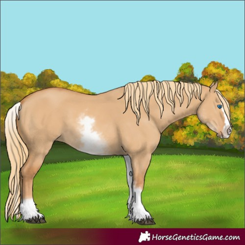 Horse Color:White Spotted Red Dun Splash 