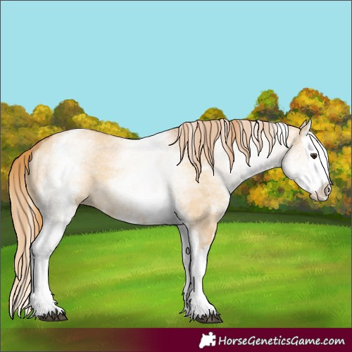 Horse Color:White Spotted Red Dun Splash 