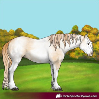 Horse Color:White Spotted Red Dun Splash 
