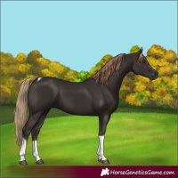 Horse Color:Liver Chestnut Tobiano
