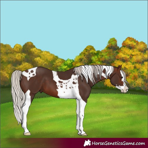 Horse Color:Silver Brown Splash Tobiano