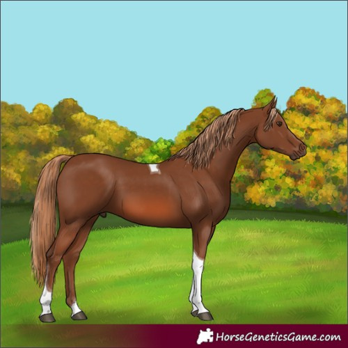 Horse Color:Chestnut Tobiano 