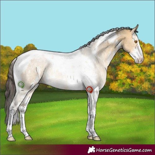Horse Color:Buckskin Dun Sabino Tobiano 