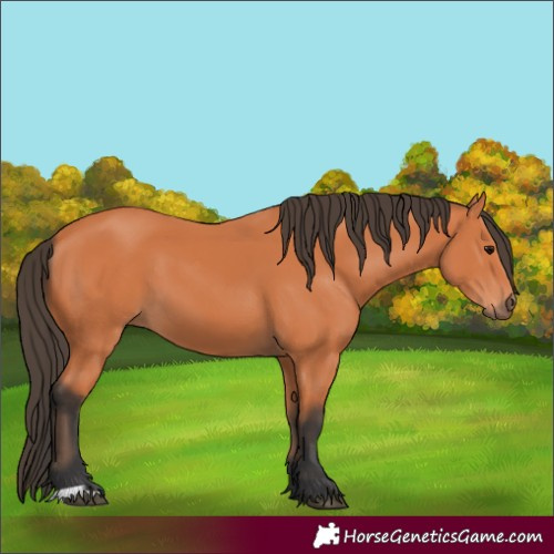 Horse Color:Bay 