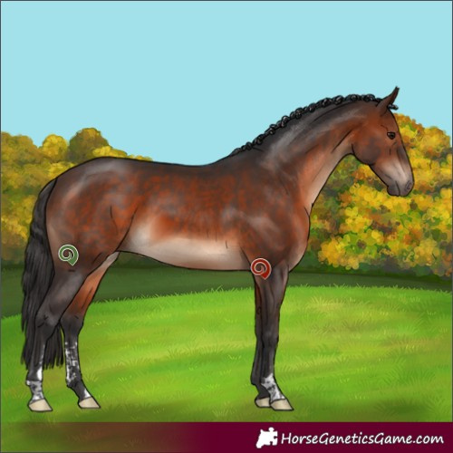 Horse Color:Brown Sabino 