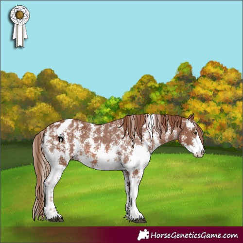 Horse Color:Chestnut Sabino Appaloosa 