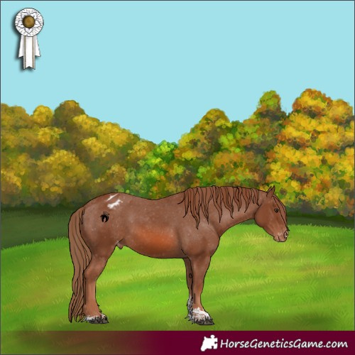 Horse Color:Chestnut Sabino Appaloosa 