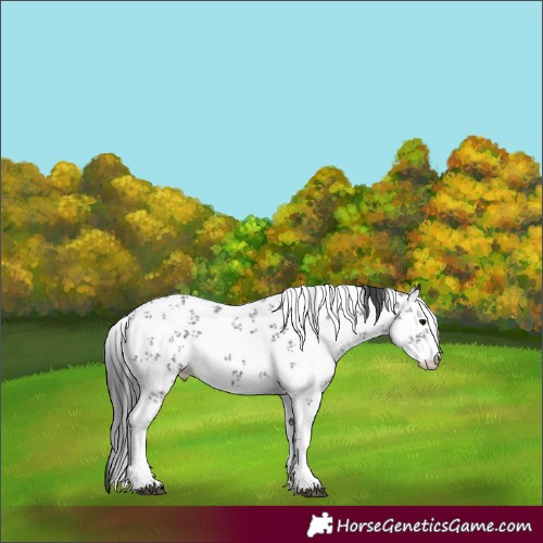 Horse Color:Black Sabino 