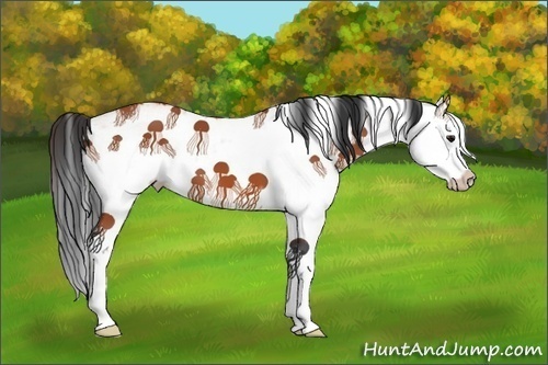 Horse Color:White Spotted Bay Splash 