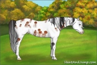 Horse Color:White Spotted Bay Splash 