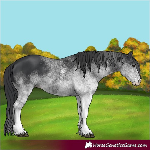 Horse Color:White Spotted Black 