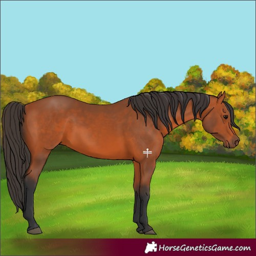 Horse Color:Bay 
