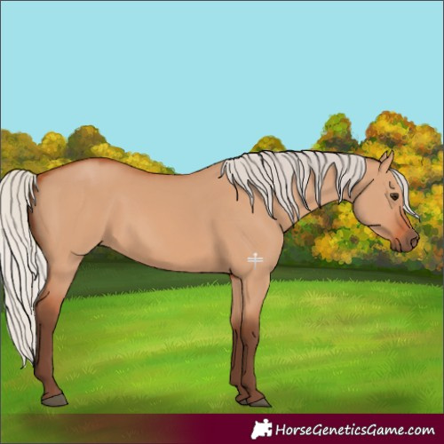 Horse Color:Silver Bay Dun 
